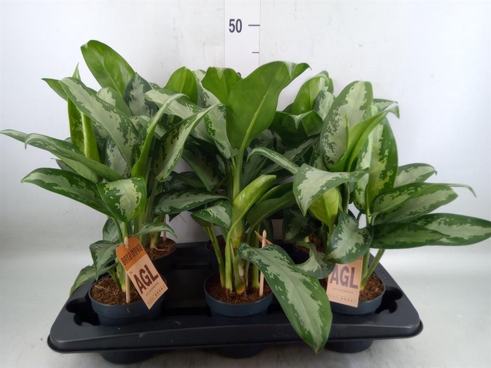 <h4>Aglaonema  'Jubilee'</h4>