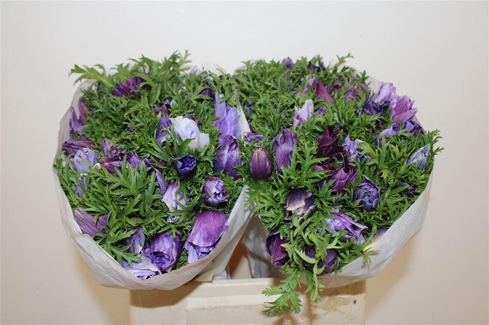 <h4>Anem Mistral Tigre Wine</h4>