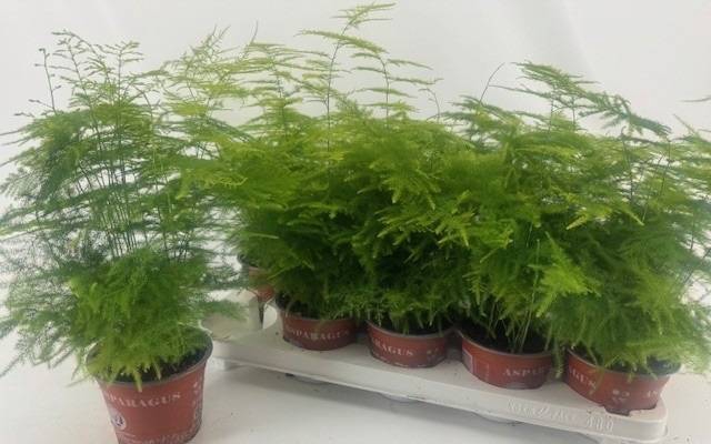 <h4>.Asparagus setaceus</h4>