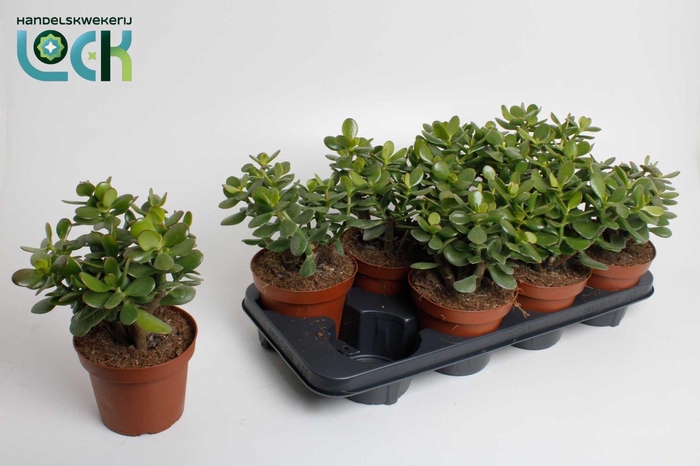 <h4>Crassula Minor</h4>