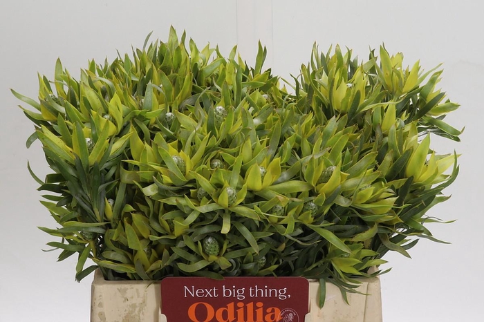 <h4>Leucadendron Pisa Spray</h4>