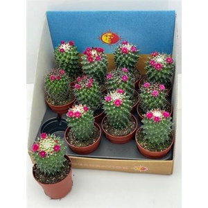 Cactus bloeiend gemengd