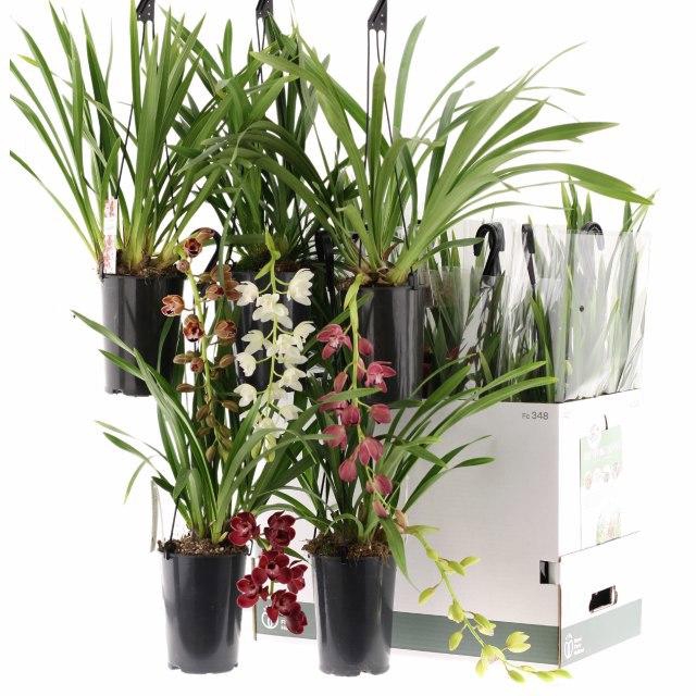 <h4>CYMB OVERIG</h4>