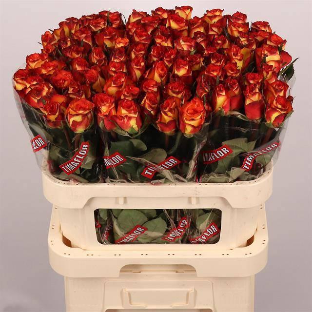 <h4>R GR HIGH & MAGIC</h4>