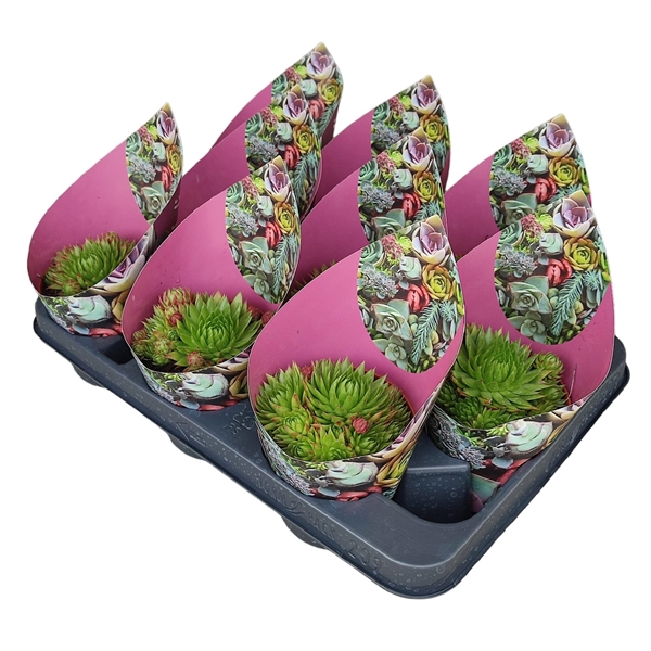 <h4>JOVIBARBA 'YUIRY' - POT Ø 10,5 WITH POTCOVER (SUCCULENTEN)</h4>