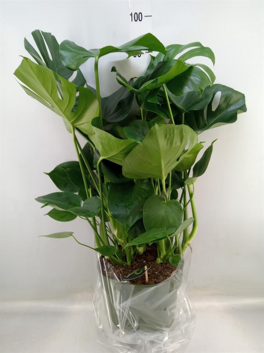 <h4>Monstera delic.</h4>