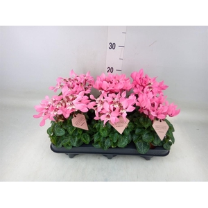 Cyclamen KL 'Djix'