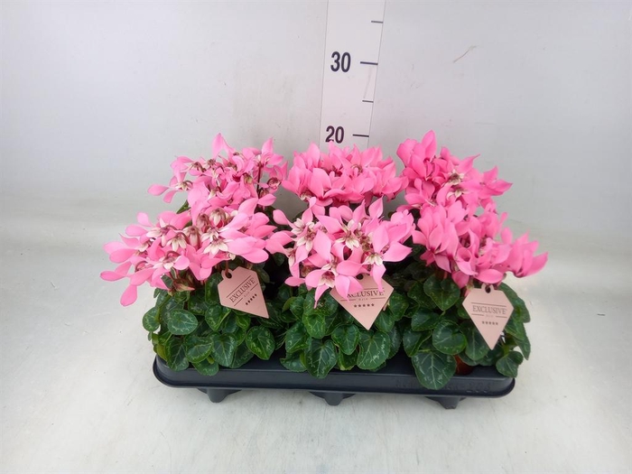 <h4>Cyclamen KL 'Djix'</h4>
