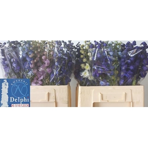 DELPH DU GEM FUST