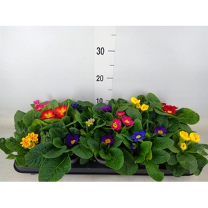 Primula ac.   ...mix