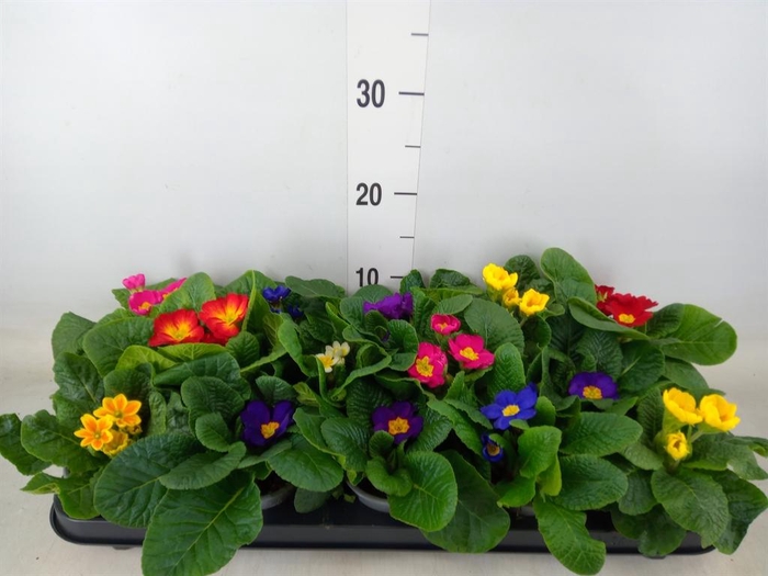 <h4>Primula ac.   ...mix</h4>