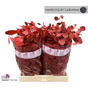 EUC POL KLB P BOS H%