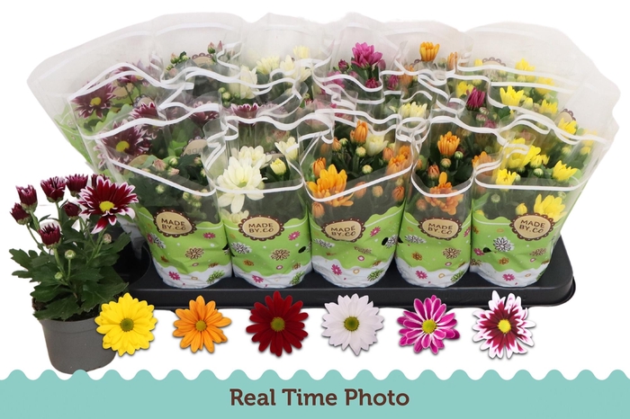 <h4>CHRYS GEM 6 KL</h4>