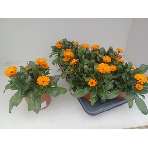 CALENDUL OFFICINALIS