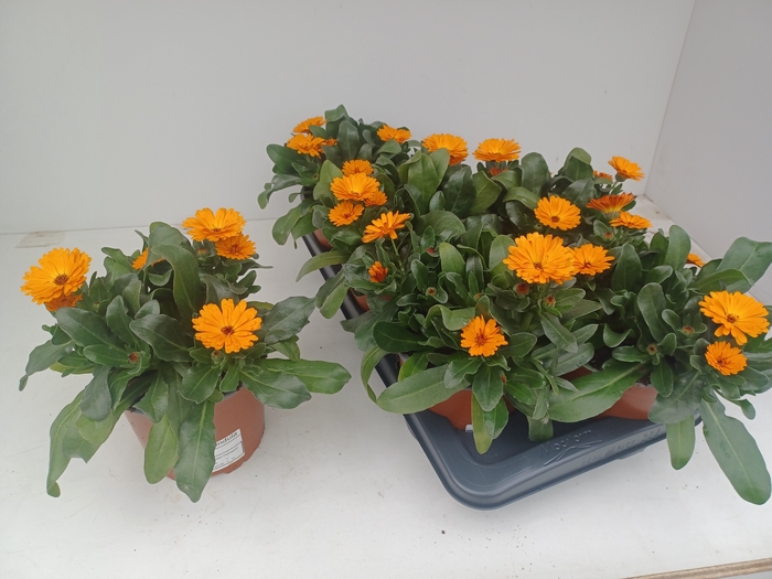 <h4>CALENDUL OFFICINALIS</h4>