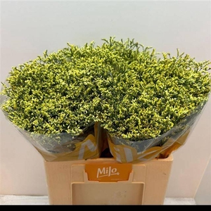 LIM SIN CHINA YELLOW