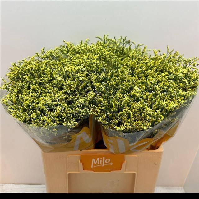 <h4>LIM SIN CHINA YELLOW</h4>