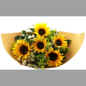 BQ Helianthus
