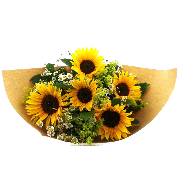 <h4>BQ Helianthus</h4>