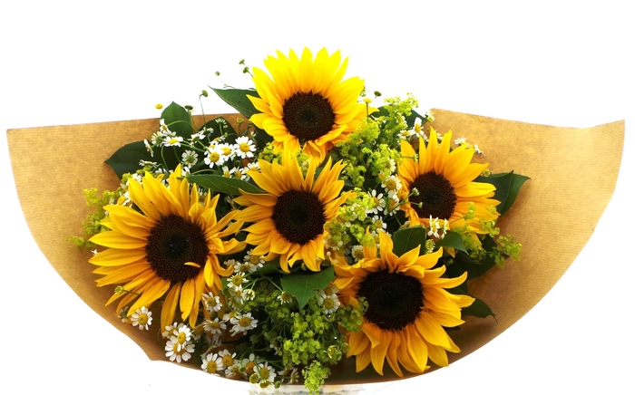 <h4>BQ Helianthus</h4>