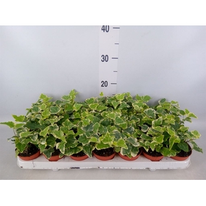 Hedera helix 'White Wonder'