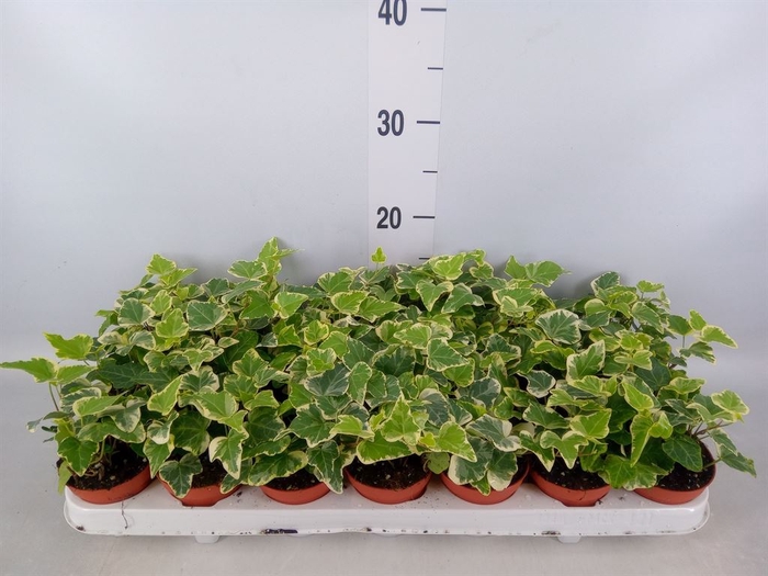 <h4>Hedera helix 'White Wonder'</h4>