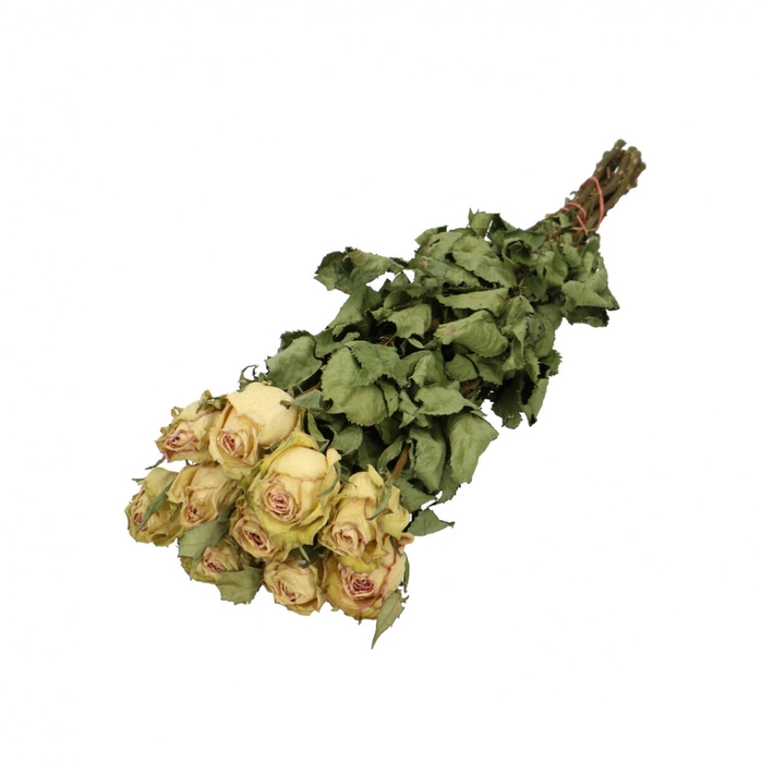 <h4>Dried flowers Rose 50cm x10</h4>