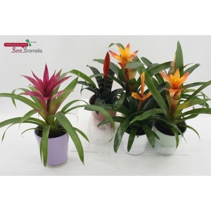 BROMELIA MIX CERAMICS P13