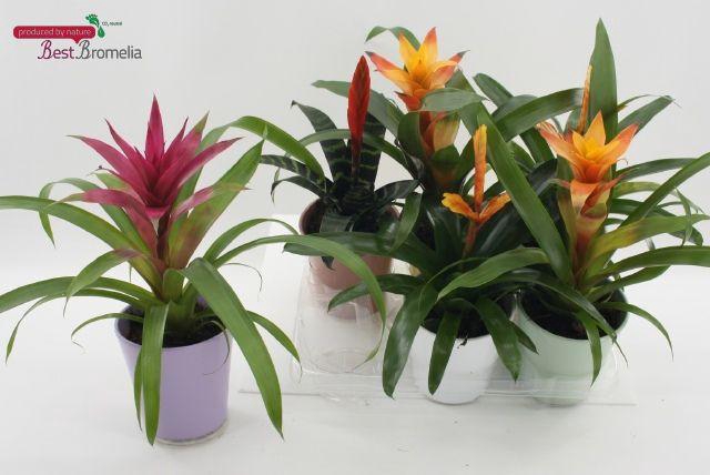 <h4>BROMELIA MIX CERAMICS P13</h4>