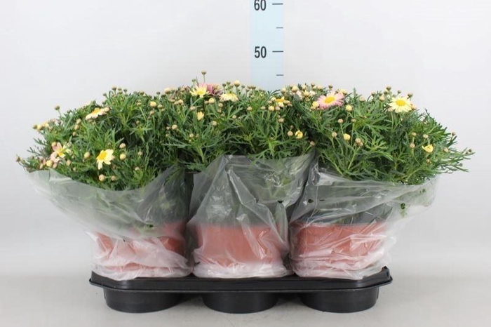 <h4>Argyranthemum   ...</h4>