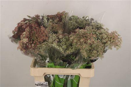 <h4>Daucus Carota Dara</h4>