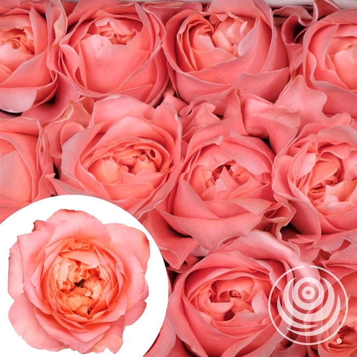 <h4>R Eq Dragon Fly</h4>