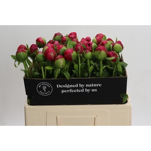 Paeonia Command Performance