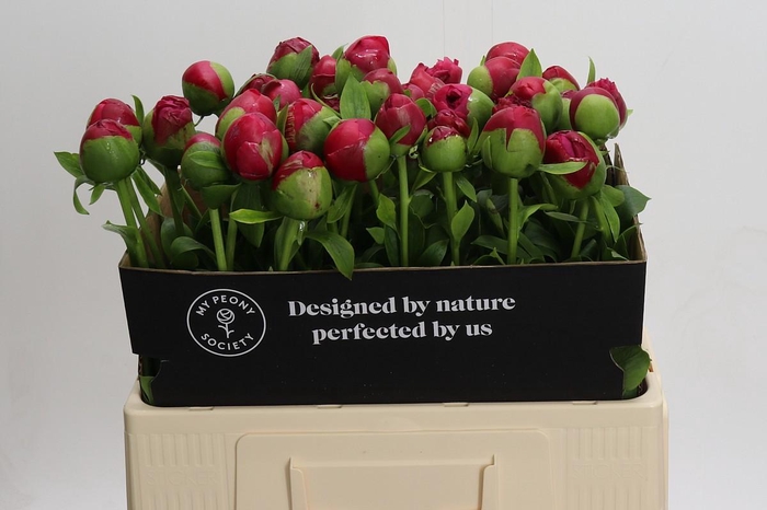 <h4>Paeonia Command Performance</h4>