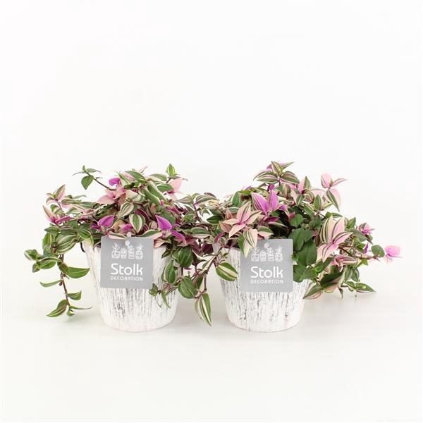 <h4>Tradescantia Quadricolor In Wood Wit</h4>