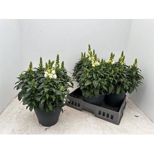 ANTIRR SULTAN WHITE P23