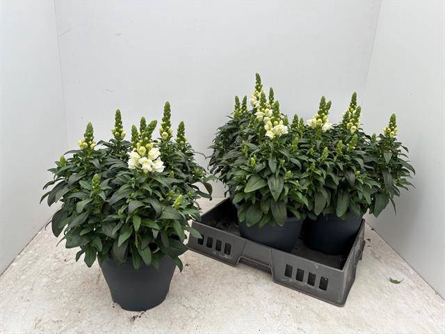 <h4>ANTIRR SULTAN WHITE P23</h4>