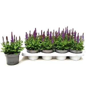 SALVIA NE SE DP BLUE