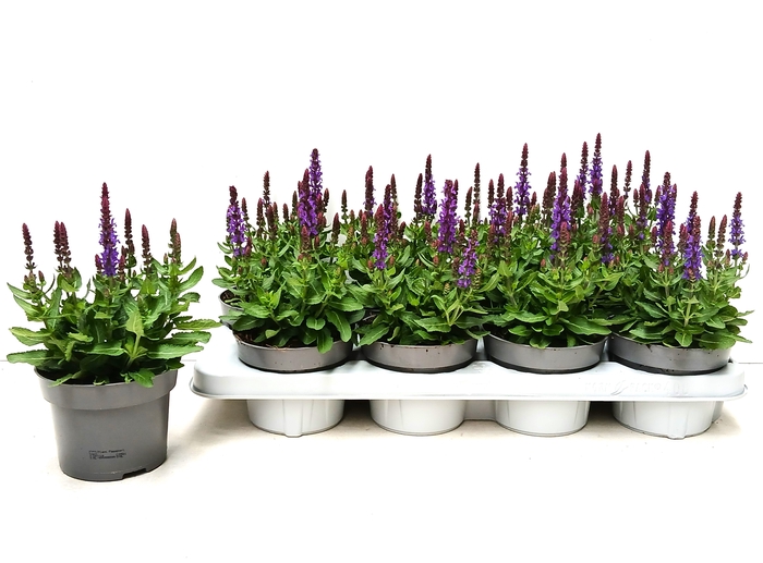 <h4>SALVIA NE SE DP BLUE</h4>