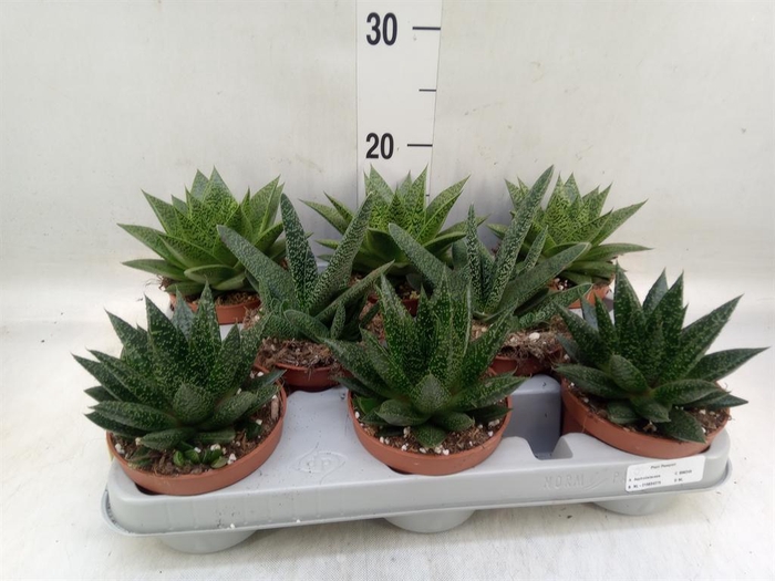 <h4>Aloe   ...mix</h4>