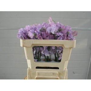 LATHYR WI SUNS LAVEN