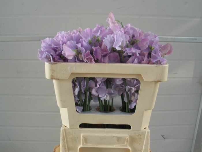 <h4>LATHYR WI SUNS LAVEN</h4>