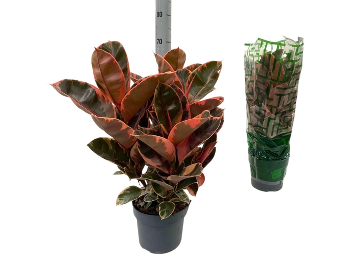 <h4>Fic El Belize</h4>