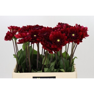 Dahlia Red Runner