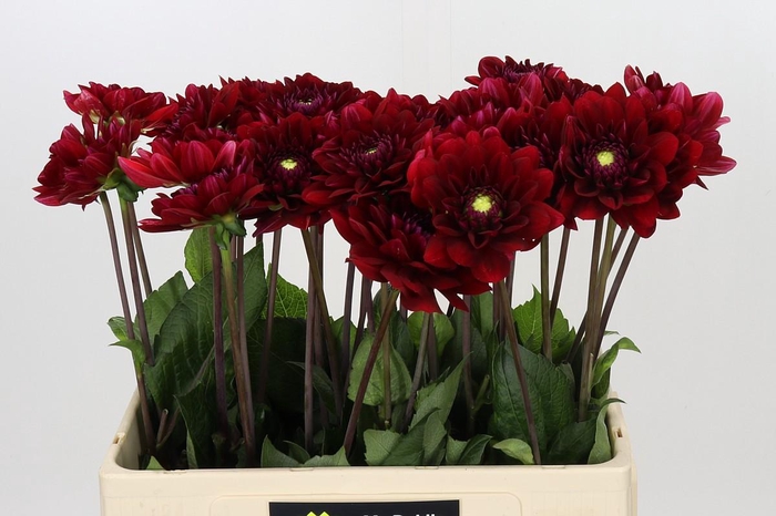 <h4>Dahlia Red Runner</h4>