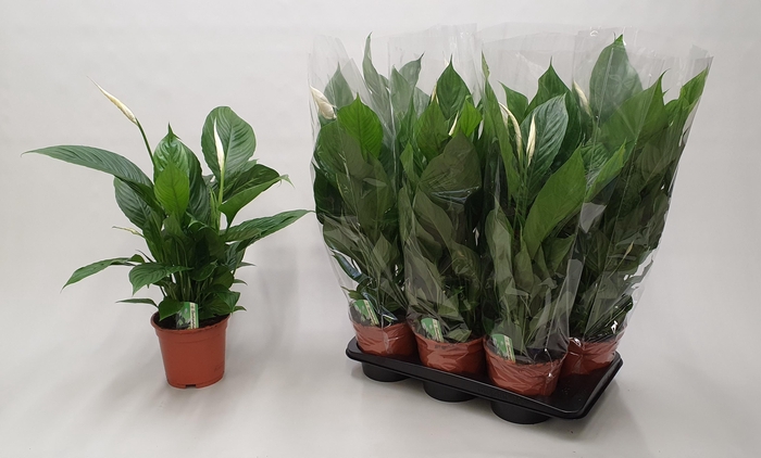 <h4>SPATH VERDI</h4>