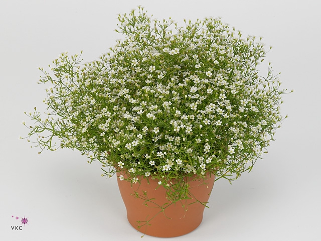 Gypsophila muralis 'Fleur White'