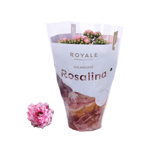 <h4>Kalanchoe Rosalina 12cm Royale Alano roze/wit</h4>