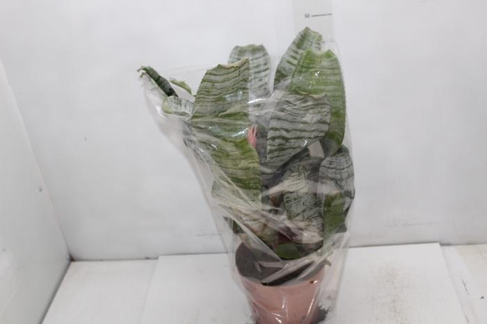 <h4>AECHMEA FASCIATA P17</h4>