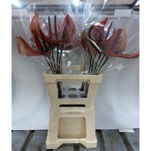 ANTH A CANTELLO 20 Water 13 cm 868